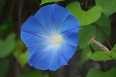 花散歩-青い朝顔