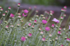 花散歩‐ピンクの花
