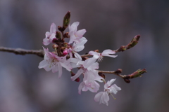 野草園の春‐十月桜