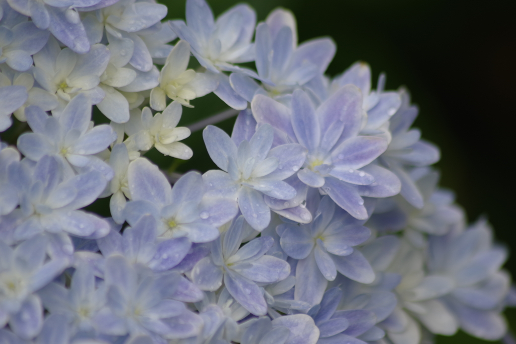 家の庭から‐紫陽花・万華鏡