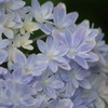 家の庭から‐紫陽花・万華鏡