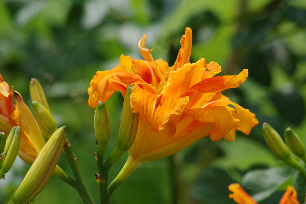 花散歩-ヤブカンゾウ