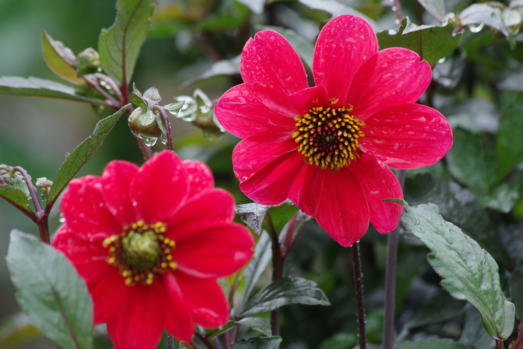 秋田のダリア-一重の5