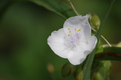 花散歩‐紫露草の白花
