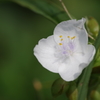 花散歩‐紫露草の白花