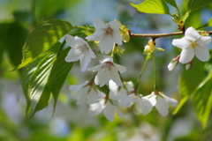 春を待ちわびて‐緑葉の山桜