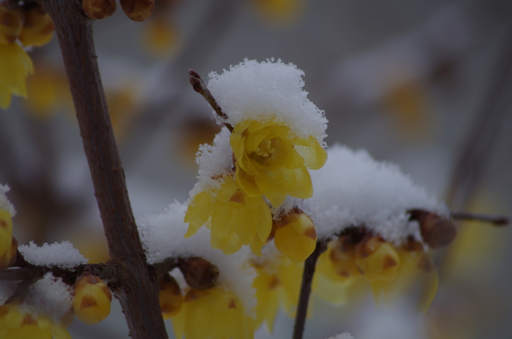 蝋梅に雪‐春はまだまだ遠い-1