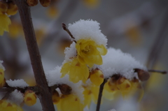 蝋梅に雪‐春はまだまだ遠い-1