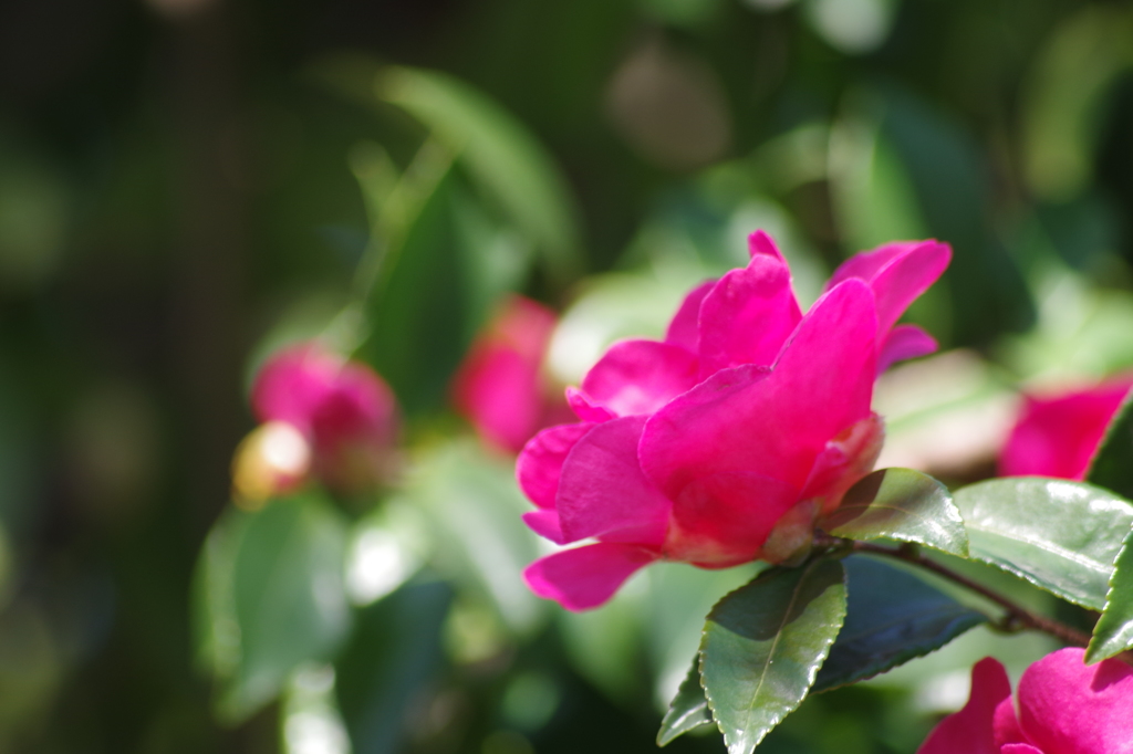 赤い山茶花6