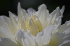 マルコムズホワイト-2