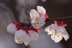 花散歩‐アンズ