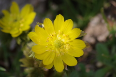春の陽気の花散歩‐フクジュソウ輝く