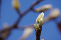 花散歩-木蓮の冬芽