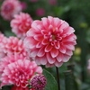 秋田のダリア-花夢