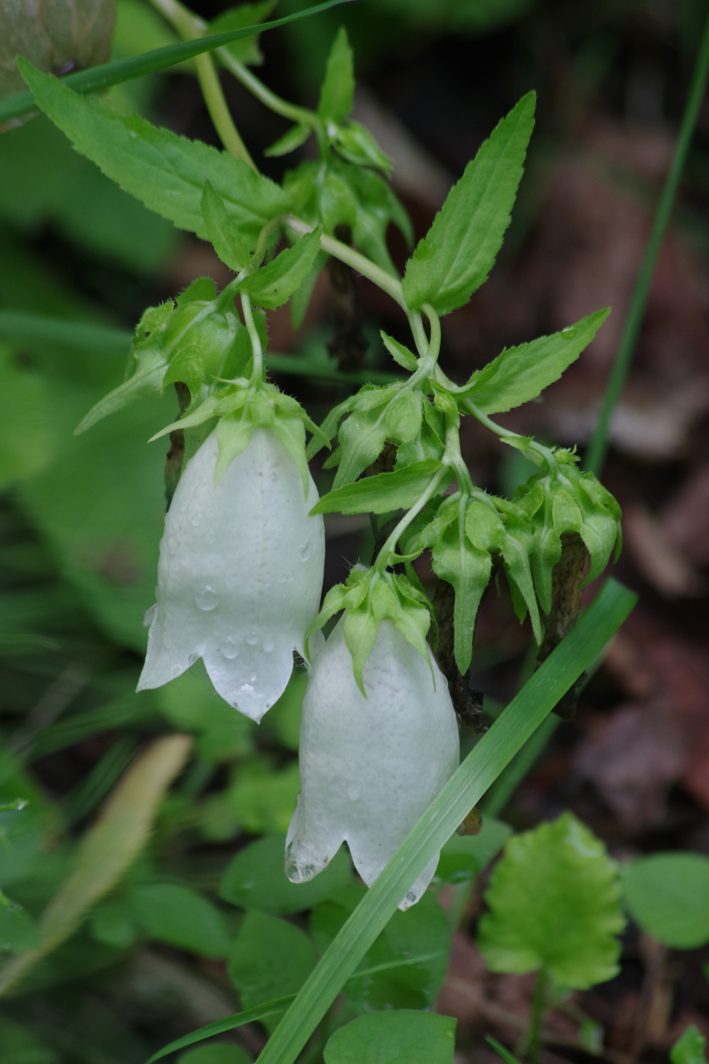 野草園で花散歩-白い蛍袋