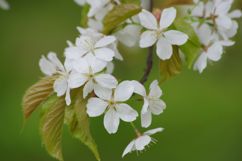 霞城公園の桜-16・白一重