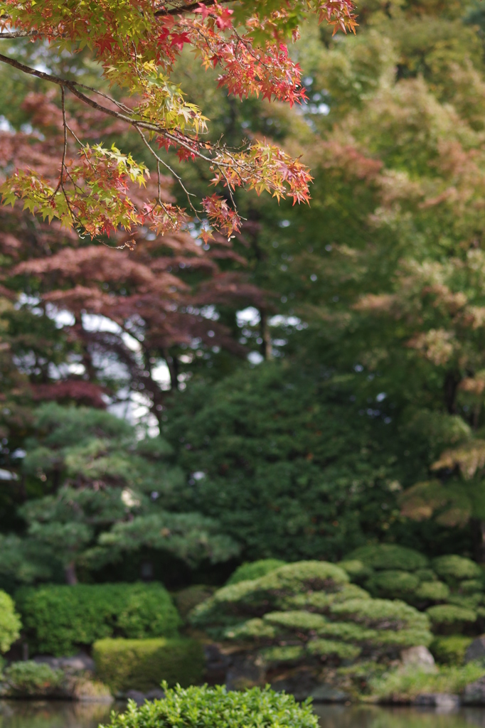 もみじ公園も色づいてます