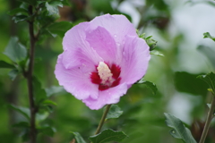 花散歩-桃底赤のムクゲ