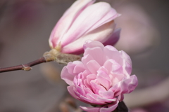花散歩-咲始めの姫辛夷