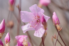 野草園の春‐アカヤシオ