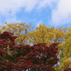 もみじ公園は染め三分-1/白・青・黄・赤