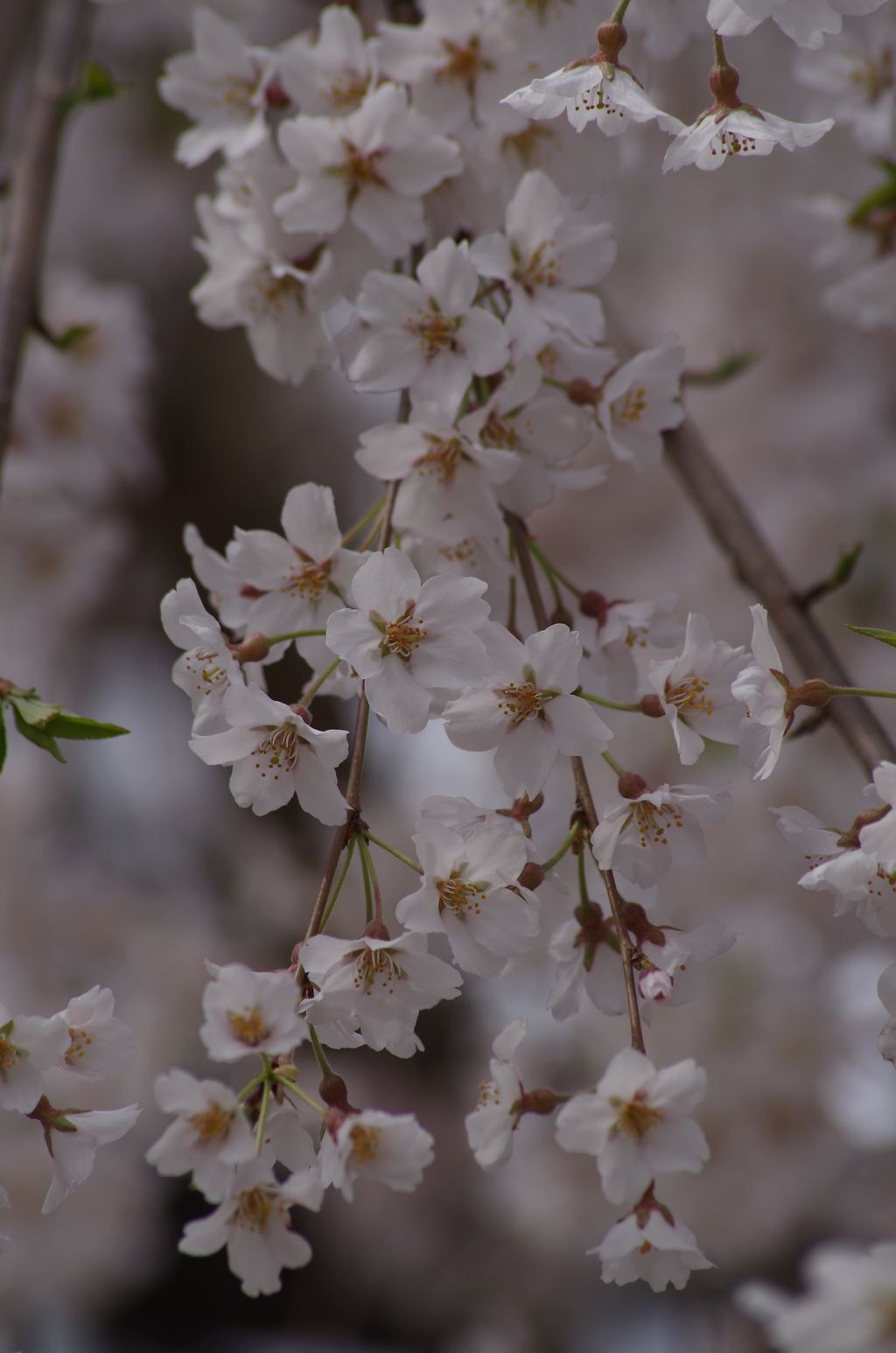 一重の枝垂れ桜-1