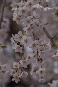 一重の枝垂れ桜-1