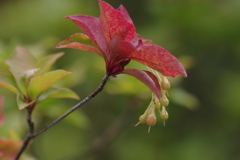 野草園で花散歩‐紅葉のはしり