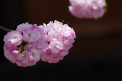 子安観音堂の手毬桜-5