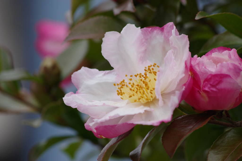 花散歩₋山茶花
