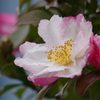 花散歩₋山茶花