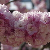子安観音堂の桜-1
