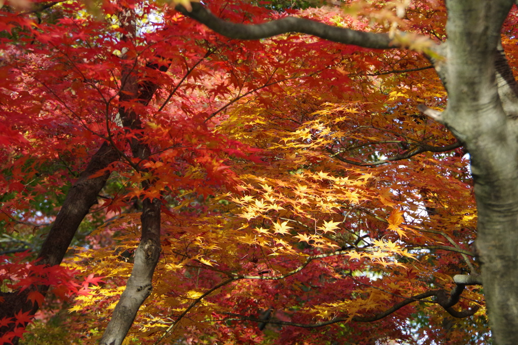 黄と紅と
