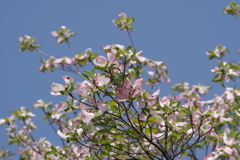 花散歩‐花水木