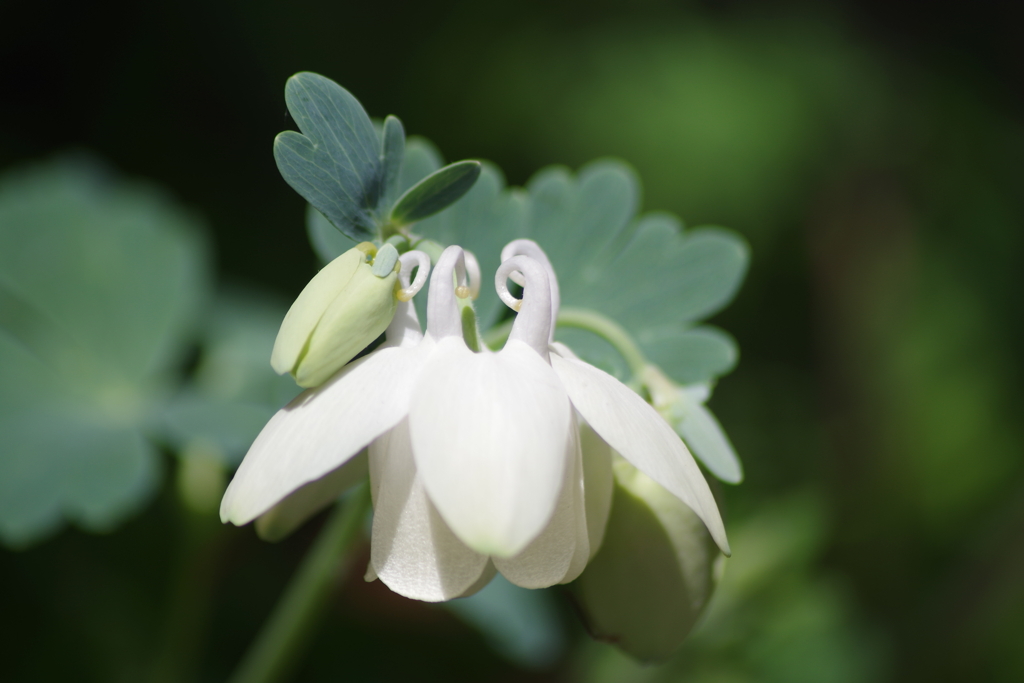 皐月の風₋深山苧環の白花