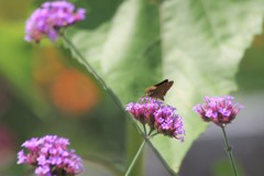 ダリヤ園の花たち‐三尺バーベナとイチモンジセセリ