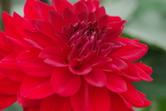 秋田のダリア-ミスサマー