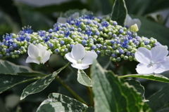 花散歩-斑入り葉の紫陽花