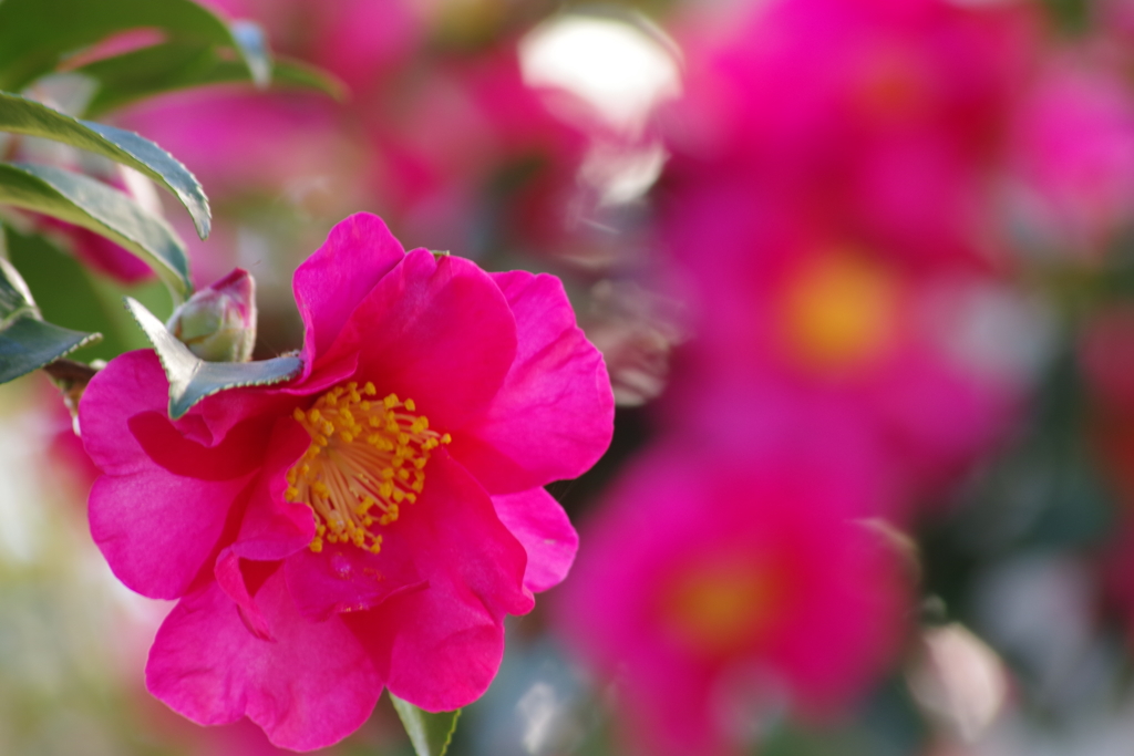 埼玉で花散歩-山茶花1