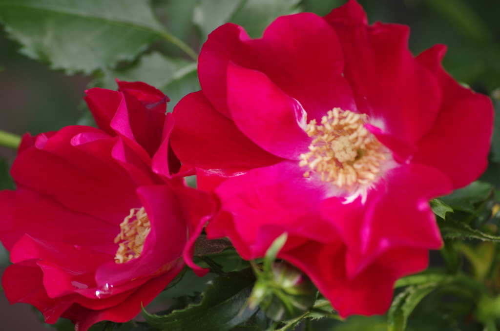 2018.5.18の忘れ物‐赤いバラ