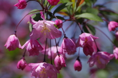 春を待つ心‐花海棠