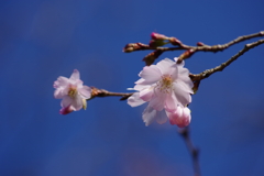 十月桜-1