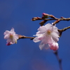 十月桜-1