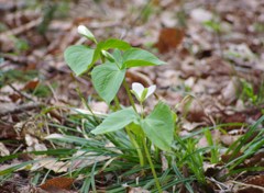 蕾から開花へ