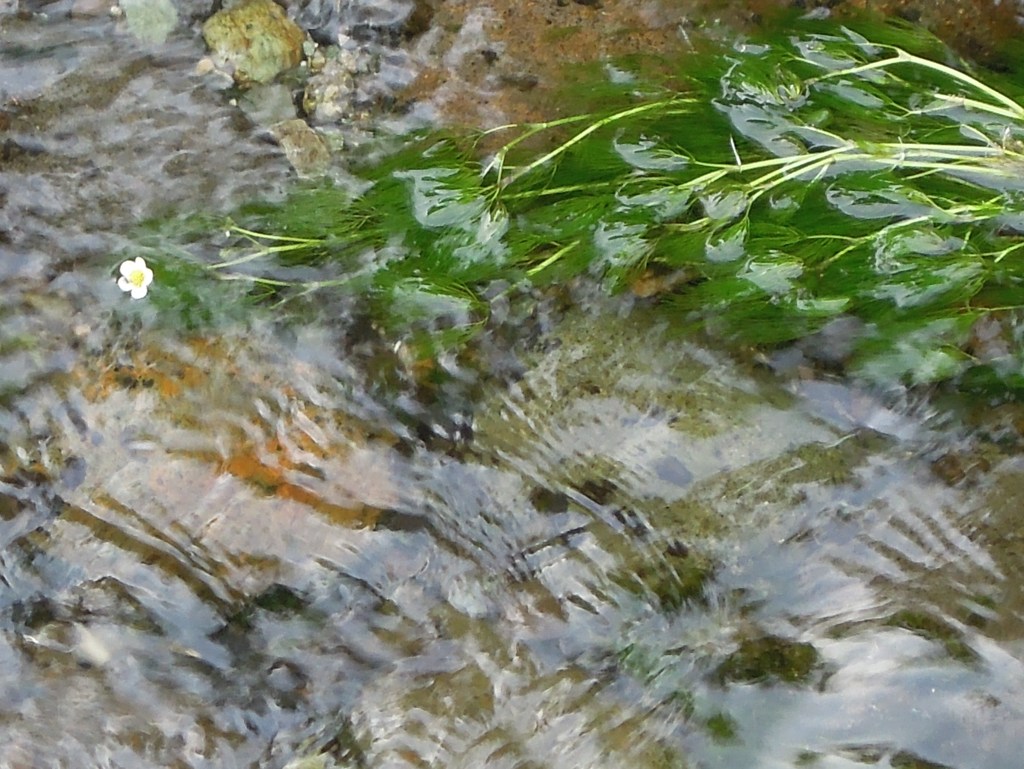 梅花藻一輪