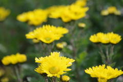 雪前の花散歩₋黄色い小菊