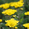 雪前の花散歩₋黄色い小菊
