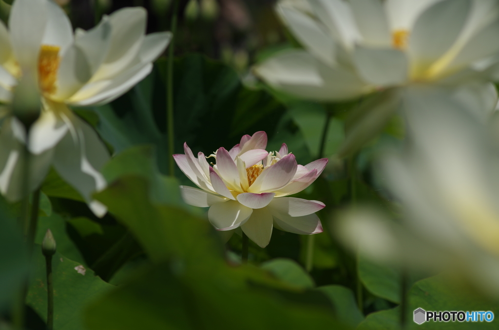 蓮華-2