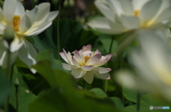 蓮華-2