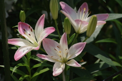 花散歩-上を向く百合・薄ピンク